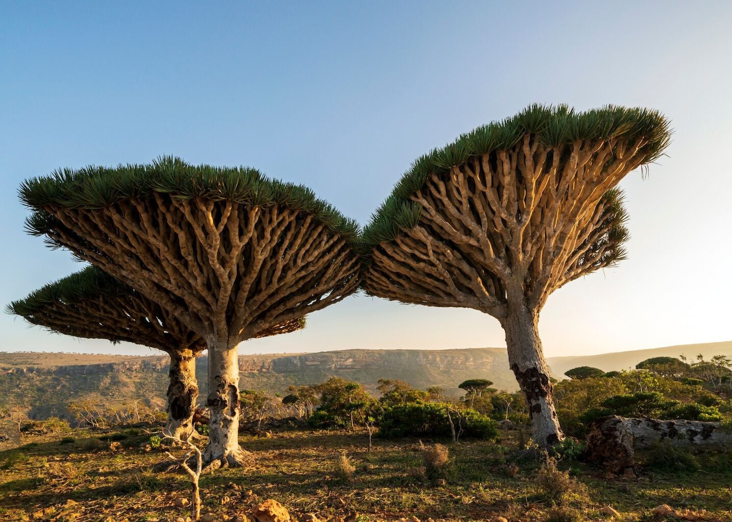 Dragon Blood Tree is an endemic plant in Socotran Archipelago of Yemen in Indian Ocean, a UNESCO Biosphere Reserve