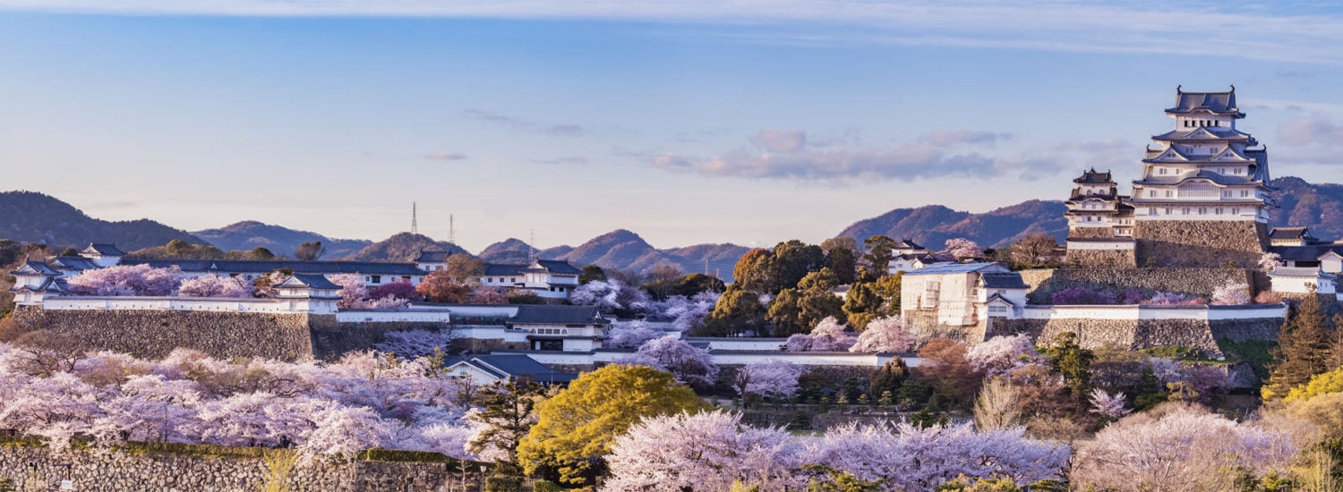 Japan Himeji castle with light up in sakura cherry blossom season