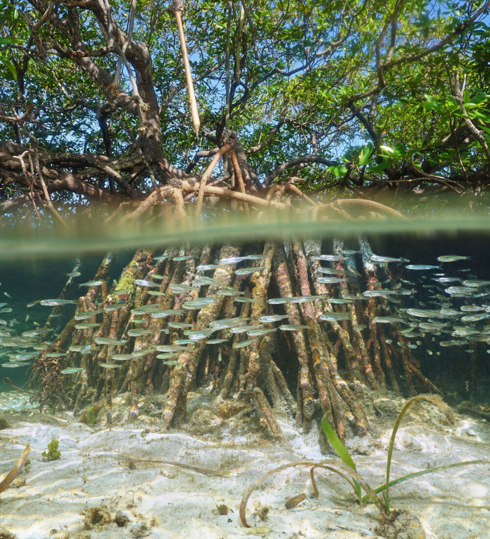 Split view of mangrove tree in the water above and below sea surface with roots and school of fish underwater, Caribbean