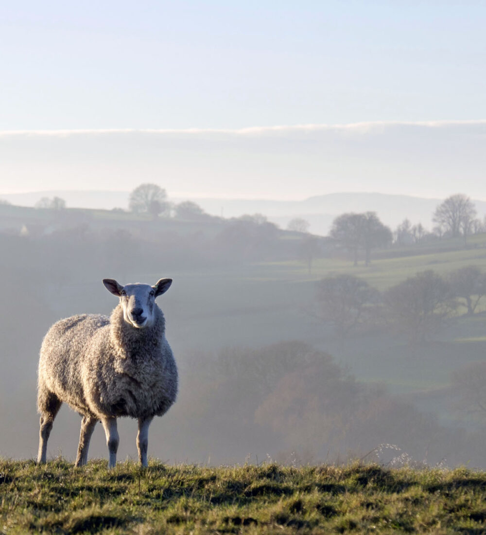 sheep in brecon beacons