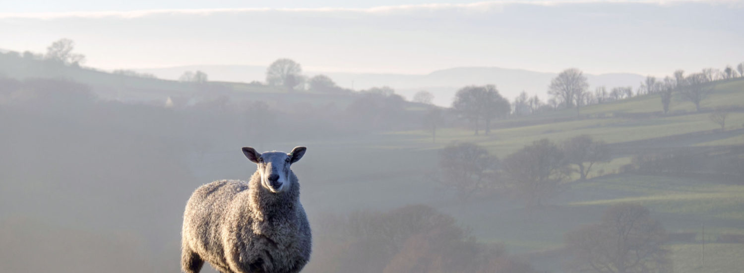 sheep in brecon beacons